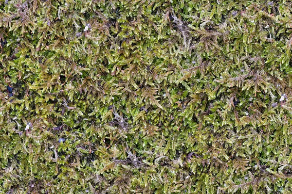 Green Moss. Textura sem costura Tileable . — Fotografia de Stock