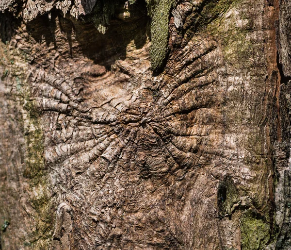 Holz strukturiert mit grünem Moos — Stockfoto