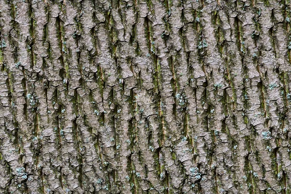 Baumrinde. nahtlos kachelbare Textur. — Stockfoto