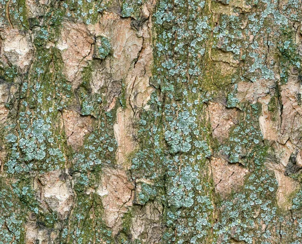 Bark of tree. Seamless Tileable Texture. — Stock Photo, Image