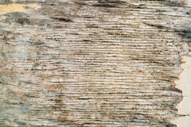 Ahşap arka plan dokusu yakın plan