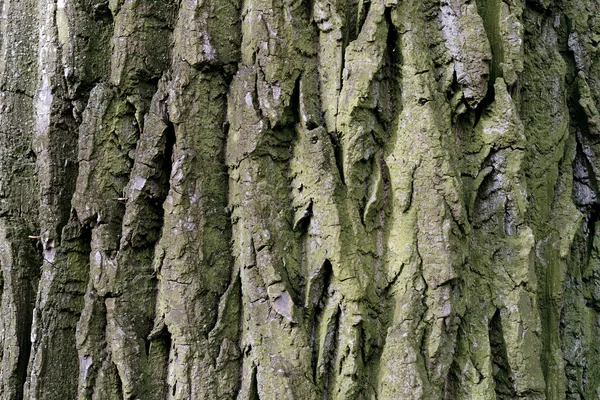 Corteza de árbol — Foto de Stock