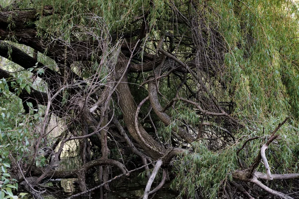 Необычные длинные изогнутые корни дерева у реки — стоковое фото