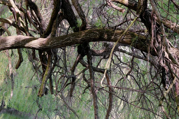 Raízes curvadas longas excepcionais de uma árvore perto do rio — Fotografia de Stock