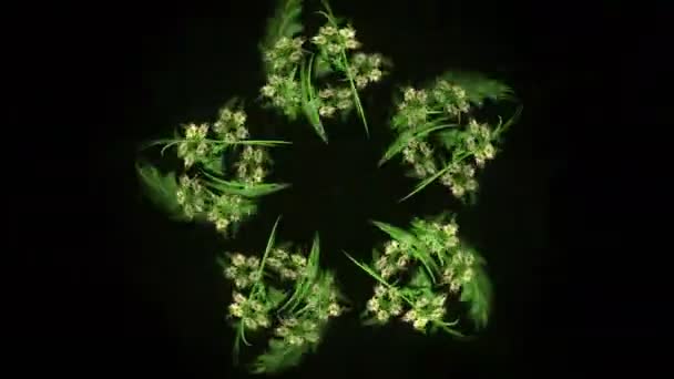 animation abstraite fractale générée 