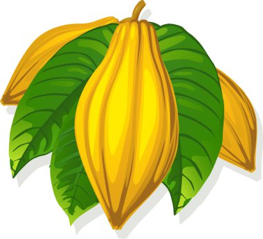 kakao pod ve yaprak - vektör çizim