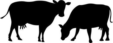 Beyaz arka plan üzerinde izole bir ayakta inek siluet grazes