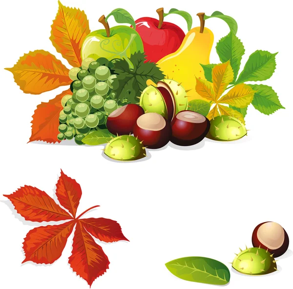 Autumn fruit and leaves - vector illustration — Stock Vector