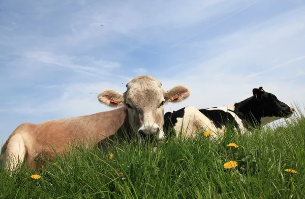 Vache. — Foto de Stock