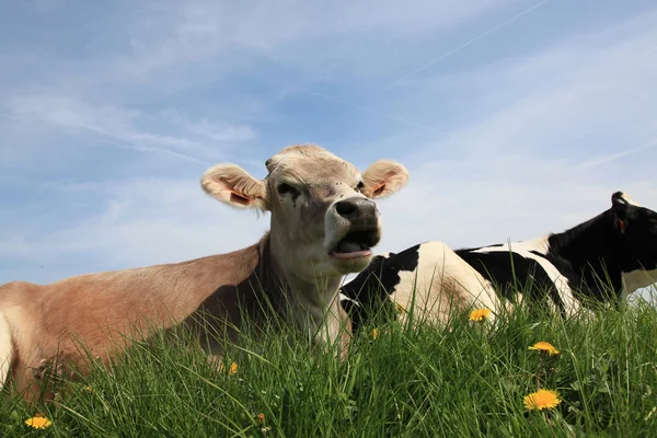 Vache. — Foto de Stock