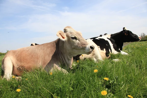 Vache. — Foto de Stock