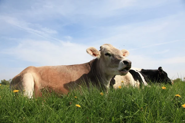 Vache. — Foto de Stock