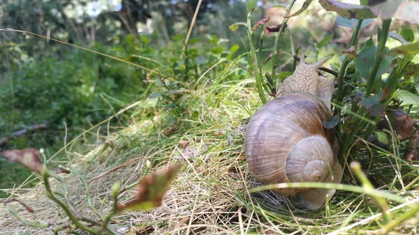 Naturel vakans bergen — Stockfoto