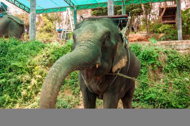 Tayland 'da fil çiftliğindeki fil..