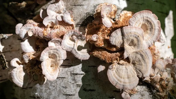森林里桦树树干上的叮当蘑菇 — 图库照片
