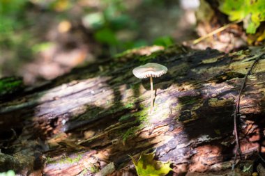 Ormanda beyaz küçük Amanita phalloides.
