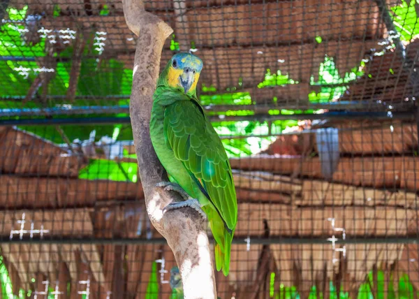 Zöld papagáj Agapornis az állatkertben, Thaiföld. — Stock Fotó