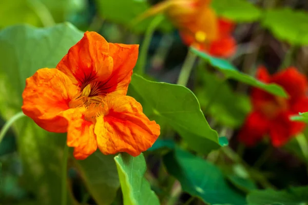 Flor de nastúrcio vermelho no jardim, foco seletivo. — Fotografia de Stock