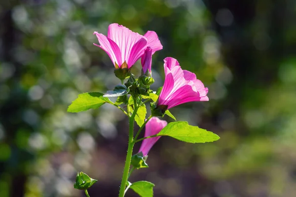 Viola Lavatera trimestris fiore su uno sfondo sfocato, retroilluminazione. — Foto Stock