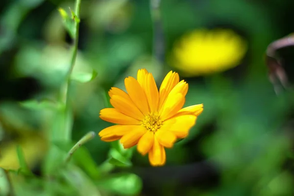 Gelbe Blume Calendula im Garten, weicher Fokus. — Stockfoto