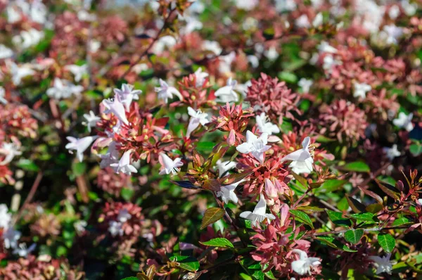 Belles fleurs d'Abelia dans le jardin, fond. — Photo