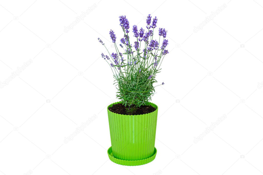Indoor Lavandula flower in a green pot, isolated on white background.