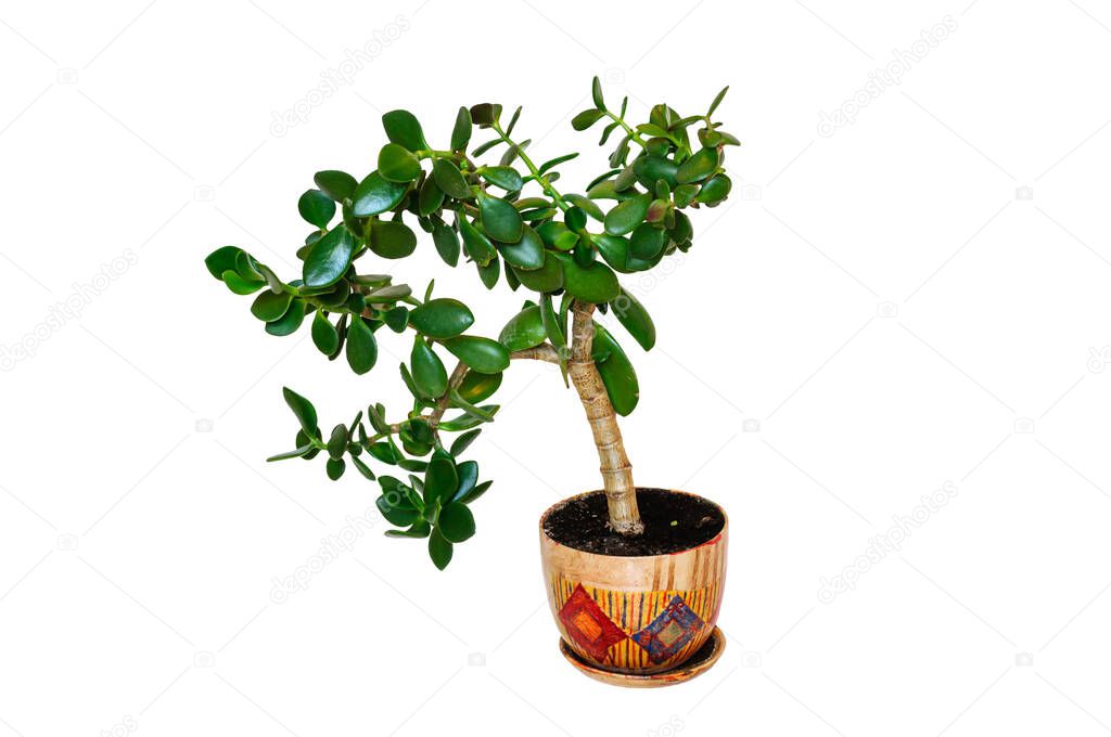 Indoor plant Crassula in a ceramic pot, isolated on white background.