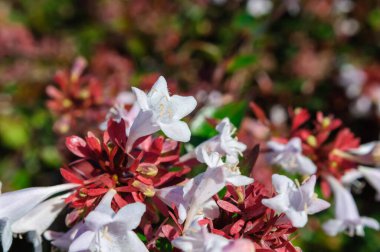 Bahçedeki Abelia çiçeğini kapat, arka plan.