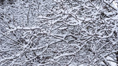 Kışın bahçede Elma ağaçlarının dallarına kar yağar.