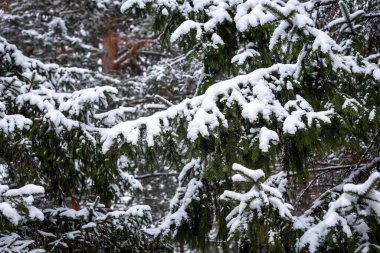 Ormanda karla kaplı ladin dalları..