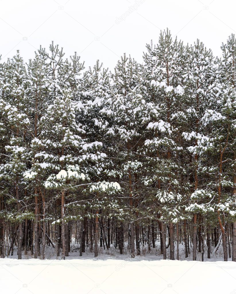 Pine trees covered with snow in the winter forest, background.