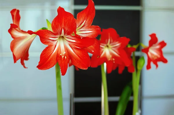 Blühende Hippeastrum rote Blume spektakuläre Zimmerpflanze, geringe Schärfentiefe. — Stockfoto