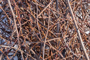 Ihlamur dalları, bir sürü dal, arka plan..