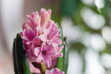 Güzel pembe Hyacinthus çiçeğini kapat, arka plan.