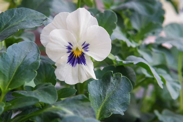 Primo piano fiore viola bianca in giardino. — Foto Stock