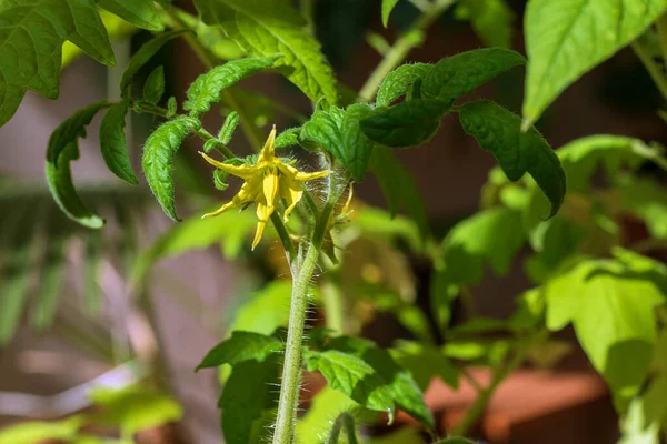 Bahçedeki sarı domates çiçeğini kapat.. — Stok fotoğraf