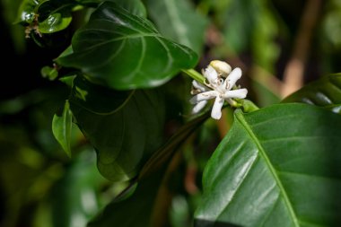 Kapatın kahve ağacını beyaz renkli çiçeklerle..