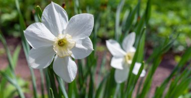 Bahçedeki beyaz narsisli çiçeği kapat, sığ tarlanın derinliği.