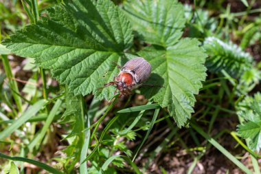 Bahçedeki yeşillikte karpuz böceği var..