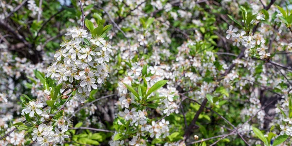 春天，花园里的白樱花盛开. — 图库照片