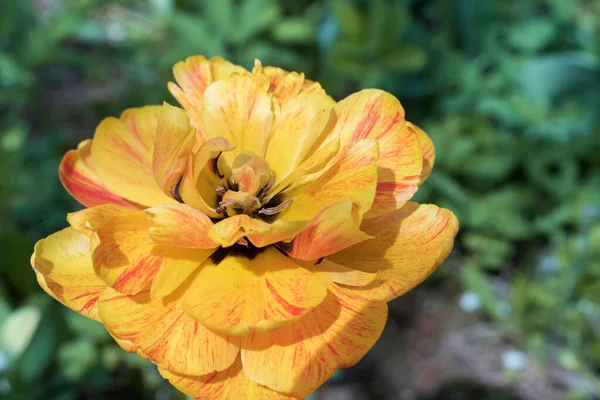 Close up vermelho amarelo duplo tulipa flor no jardim, fundo. — Fotografia de Stock