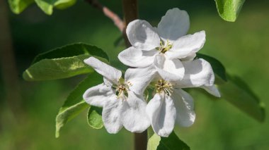Bulanık yeşil arka planda parlak beyaz elma çiçekleri, sığ alan derinliği.