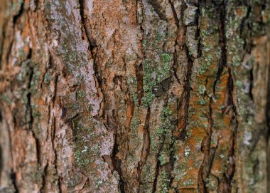 Yaşlı bir elma ağacının kabuğunun dokusu, arka plan.