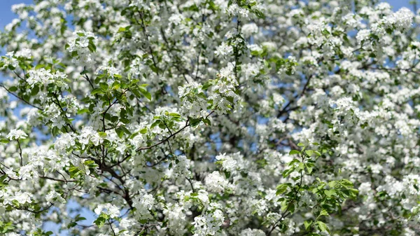 Apple tree in white bloom in the spring garden, background.