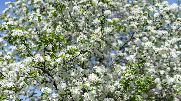 Apple tree in white bloom in the spring garden, background. — Fotografia de Stock
