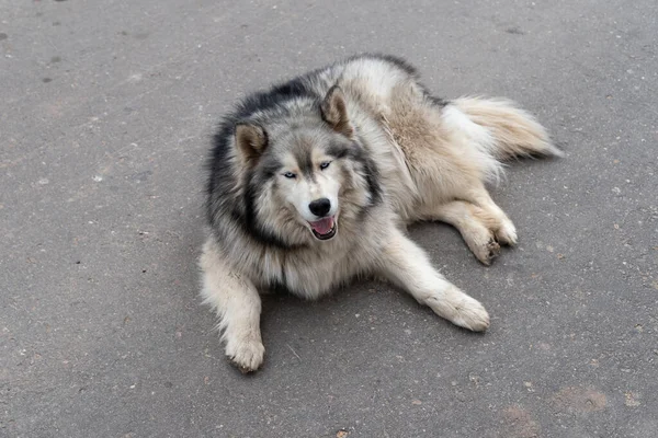 Um grande cão desgrenhado deitado no asfalto. — Fotografia de Stock