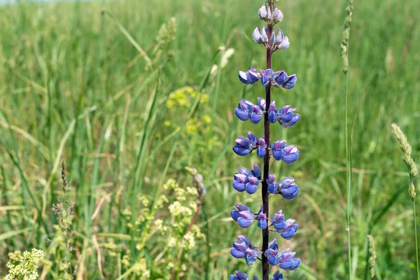 Lupinus bleu fleur dans le champ, fond. — Photo