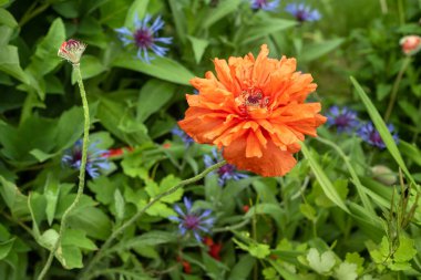 Bahçede parlak kırmızı bir gelincik çiçeği, arka plan.