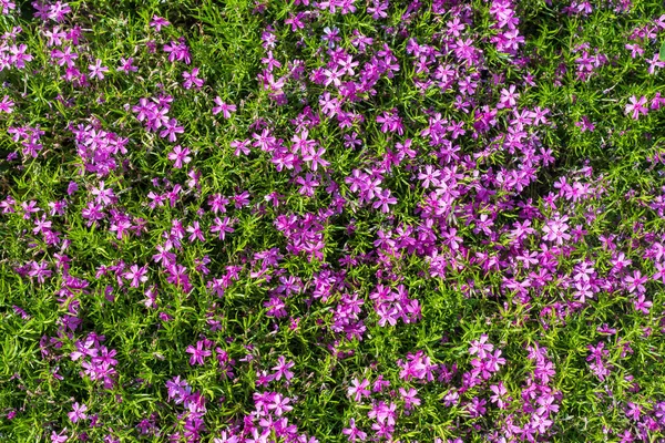 Fleurs Violettes Lumineuses Phlox Subulata — Photo