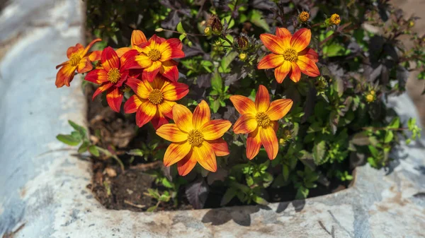 Leuchtend Orange Bidens Blüten Garten — Stockfoto